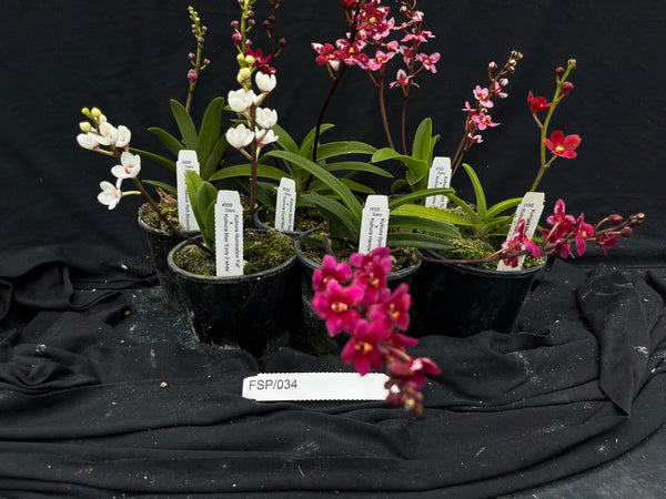 Flowering Sarcochilus Orchid Pack 034