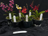 Flowering Sarcochilus Orchid Pack 036