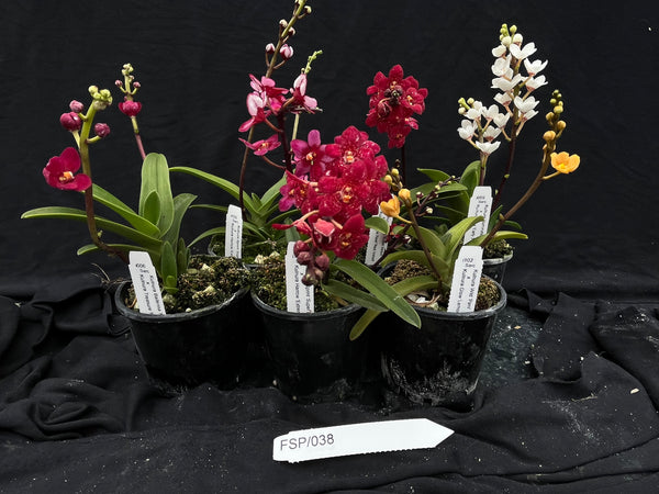 Flowering Sarcochilus Orchid Pack 038