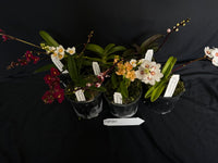 Flowering Sarcochilus Orchid Pack 041