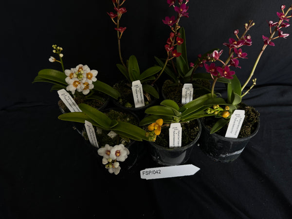 Flowering Sarcochilus Orchid Pack 042