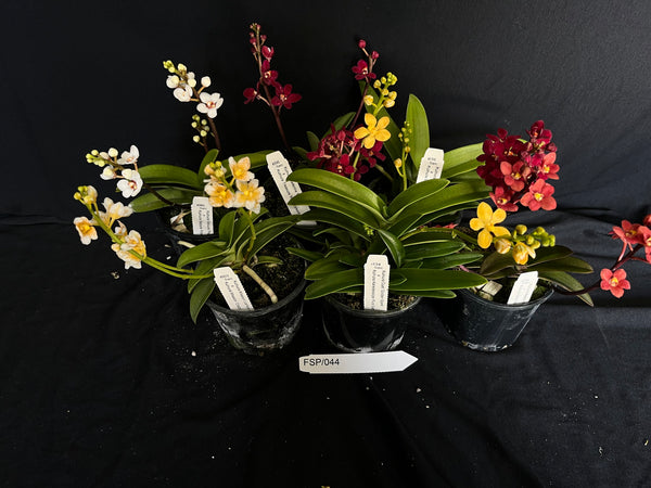 Flowering Sarcochilus Orchid Pack 044