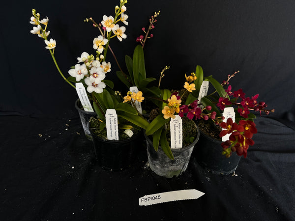 Flowering Sarcochilus Orchid Pack 045
