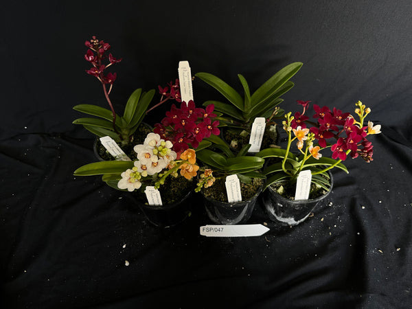 Flowering Sarcochilus Orchid Pack 047