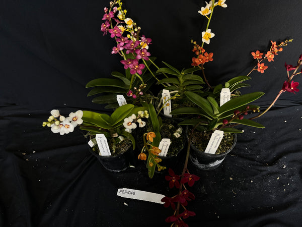 Flowering Sarcochilus Orchid Pack 048