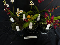 Flowering Sarcochilus Orchid Pack 049