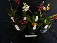 Flowering Sarcochilus Orchid Pack 050