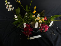 Flowering Sarcochilus Orchid Pack 052