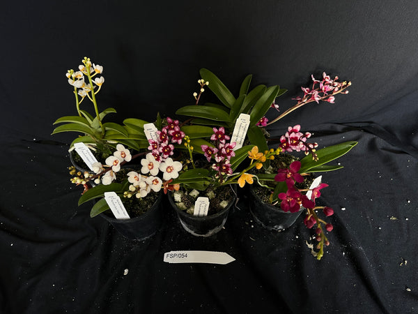 Flowering Sarcochilus Orchid Pack 054