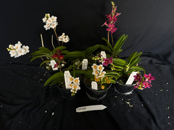 Flowering Sarcochilus Orchid Pack 056