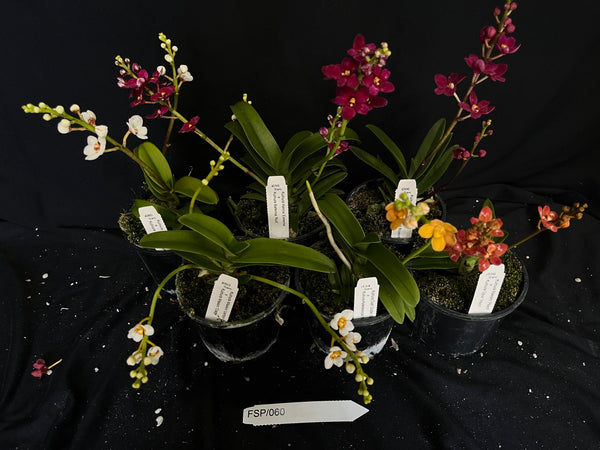 Flowering Sarcochilus Orchid Pack 060