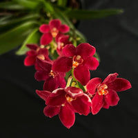 Flowering select Sarcochilus SP23/130