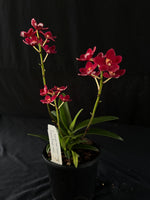 Flowering select Sarcochilus SP23/130