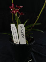 Flowering select Sarcochilus SP23/130