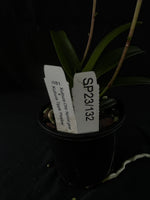 Flowering select Sarcochilus SP23/132