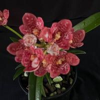 Flowering select Sarcochilus SP23/133
