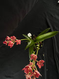 Flowering select Sarcochilus SP23/133
