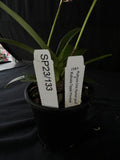 Flowering select Sarcochilus SP23/133