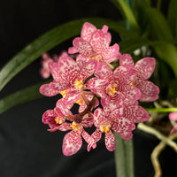 Flowering select Sarcochilus SP23/134