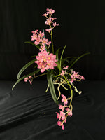 Flowering select Sarcochilus SP23/134
