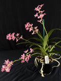 Flowering select Sarcochilus SP23/134