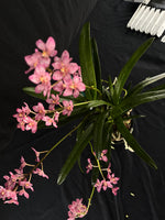 Flowering select Sarcochilus SP23/134