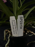 Flowering select Sarcochilus SP23/134