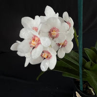 Flowering select Sarcochilus SP23/135