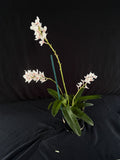 Flowering select Sarcochilus SP23/135