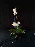 Flowering select Sarcochilus SP23/135