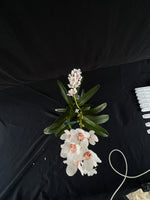 Flowering select Sarcochilus SP23/135