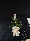 Flowering select Sarcochilus SP23/135