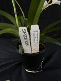 Flowering select Sarcochilus SP23/135