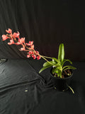 Flowering select Sarcochilus SP23/136