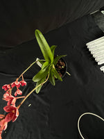 Flowering select Sarcochilus SP23/136