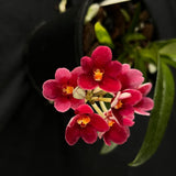 Flowering select Sarcochilus SP23/138