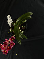 Flowering select Sarcochilus SP23/138
