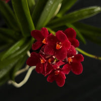 Flowering select Sarcochilus SP23/140