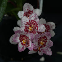Flowering select Sarcochilus SP23/141