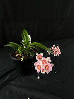 Flowering select Sarcochilus SP23/141
