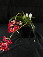 Flowering select Sarcochilus SP23/143
