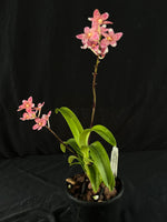 Flowering select Sarcochilus SP23/144