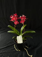 Flowered select Sarcochilus SP23/146