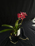 Flowered select Sarcochilus SP23/146