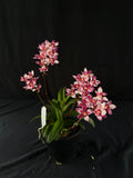 Flowered select Sarcochilus SP23/147