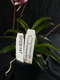 Flowered select Sarcochilus SP23/147