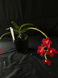 Flowered select Sarcochilus SP23/148