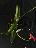 Flowered select Sarcochilus SP23/148