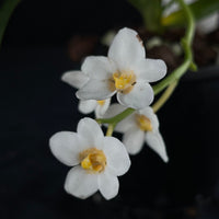 Flowered select Sarcochilus SP23/150