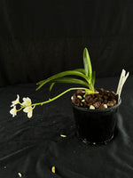 Flowered select Sarcochilus SP23/150